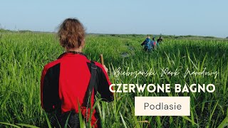 Czerwone Bagno - Podlasie -  Biebrzański Park Narodowy