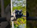 Mini 5 pro camara up down 👇 #viral #djidrone #djiosmoactio #drone #djiavata #dji #djifpv