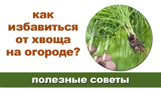 Хвощ полевой: как избавиться от данного сорняка на своем участке?