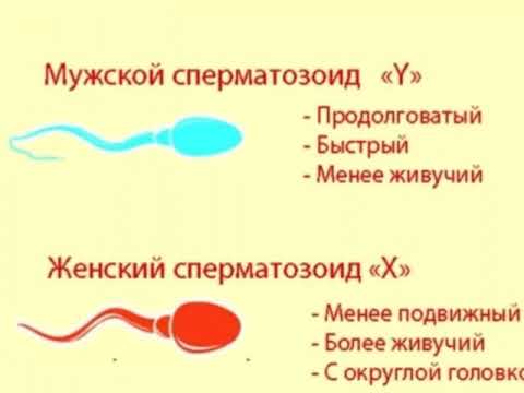 Из Чего Состоит Сперма И Какого Цвета