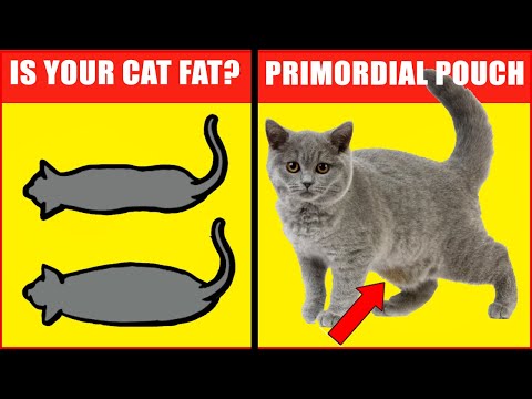 Video: Mendapat Fat Feline? Bagaimana Membantu Kucing Anda Menumpahkan Pounds Extra