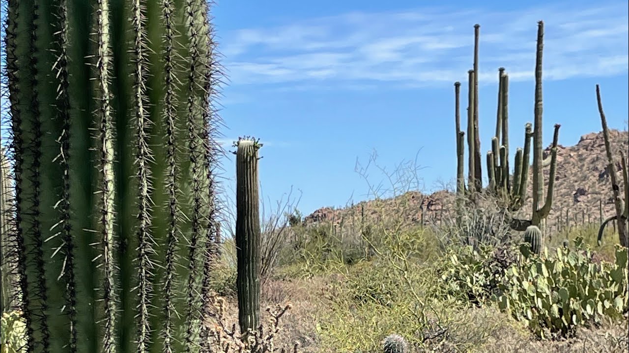 Asıl dev kaktüsler bunlar iste! Arizona Saguaro kaktusleri!