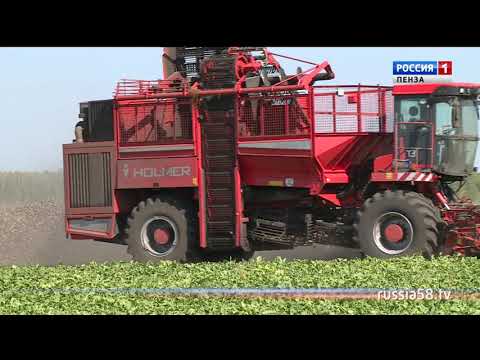 Пензенские аграрии приступили к уборке сахарной свеклы