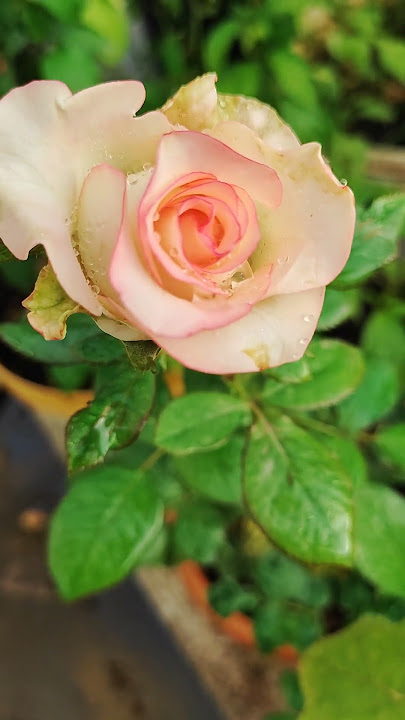 Blooming amazing flowers 🌹 #flowers #houseplants #garden #indoorplants