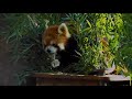 2021/11/7【野毛山動物園】賢健(♂)➊⇒Red Panda &quot;Kenken&quot;-Yokohama Nogeyama Zoo(In Nov of 2021)