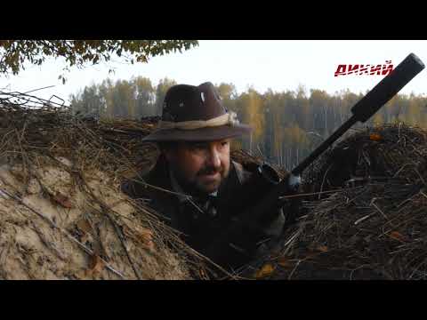 Благородный олень в Смоленской области. На реву.