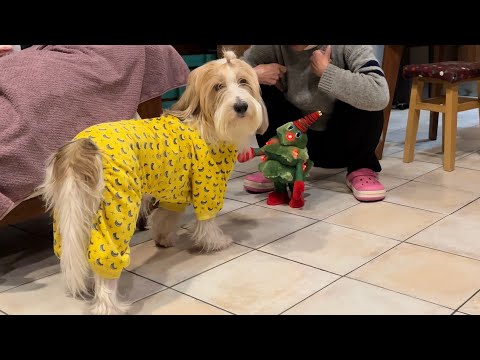 【プチバセ】クリスマスなので流行りに乗ってみました!