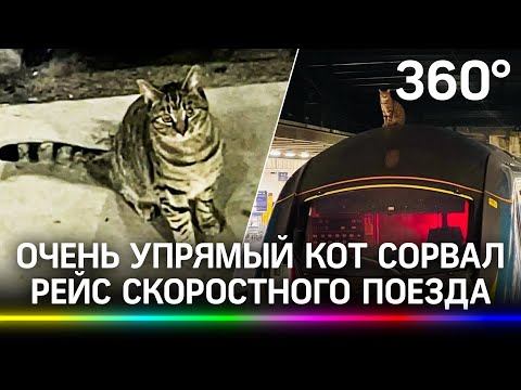 Наглый полосатый кот задержал скоростной поезд в Лондоне. Он два часа сидел на крыше вагона - видео