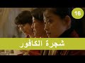 شجرة الكافور 16   