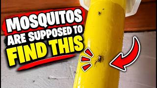 How to Catch Mosquitoes and Flies Near Standing Water Fast
