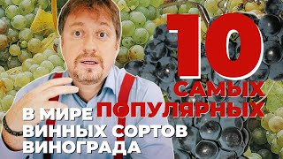 [10 САМЫХ ПОПУЛЯРНЫХ] в мире сортов винного винограда