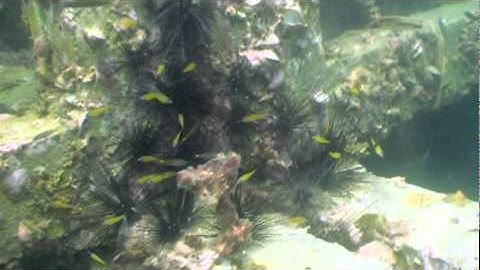 Artificial Reef Phi Phi Island by Phi Phi IDC