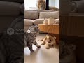 ライオンにビビりまくる猫さん| #shorts #animals #baby
