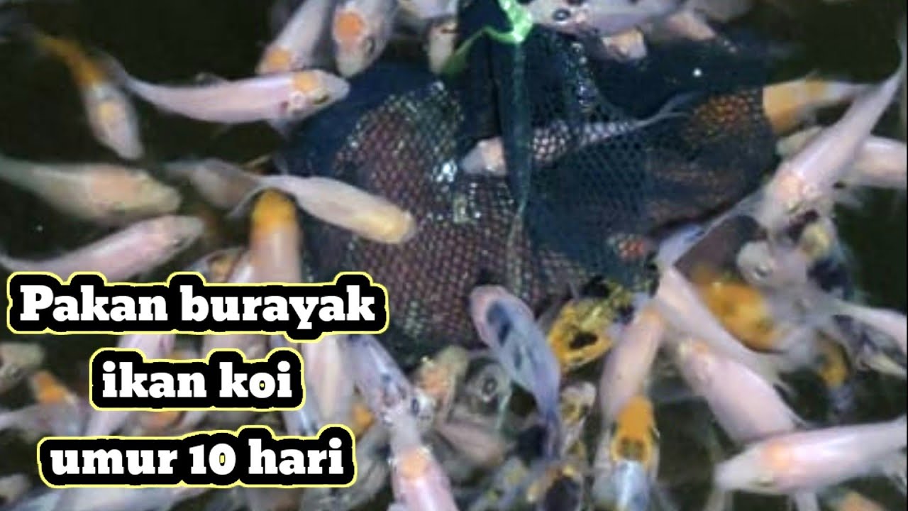 Panduan Memilih Pakan Burayak Koi Umur Satu Minggu yang Tepat Panduan Memilih Pakan Burayak Koi Umur Satu Minggu yang Tepat