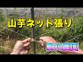 山芋ネット張り　駒川農園　26.5.13