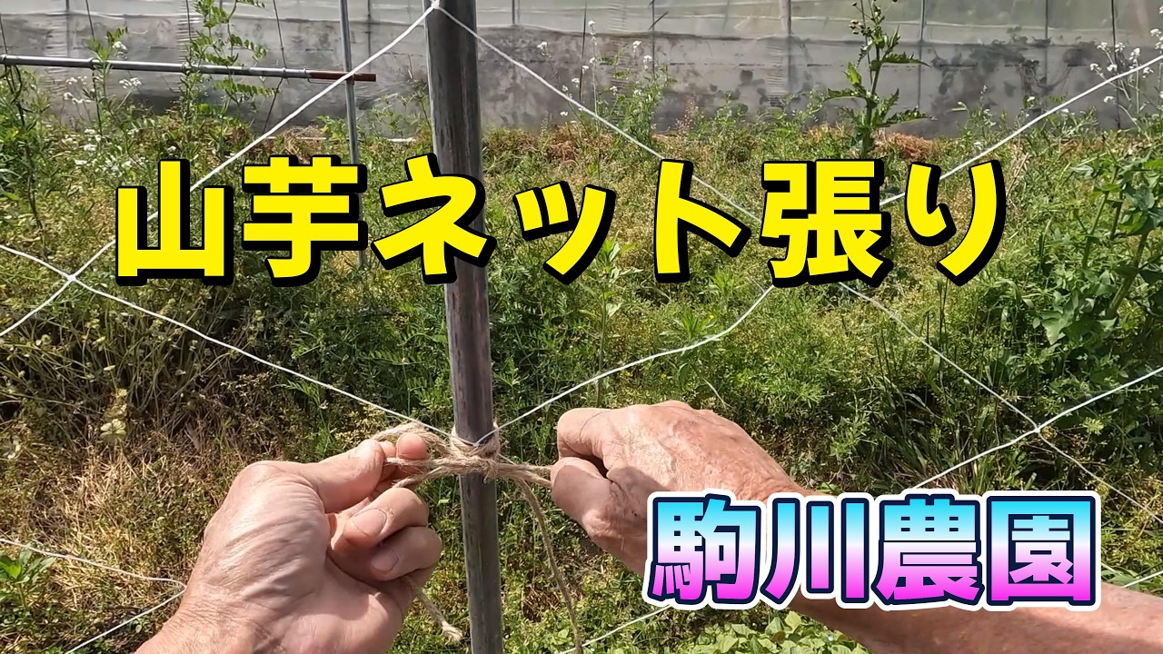 Setting up nets for wild yams - Komagawa Farm - May 13, 2014 - YouTube