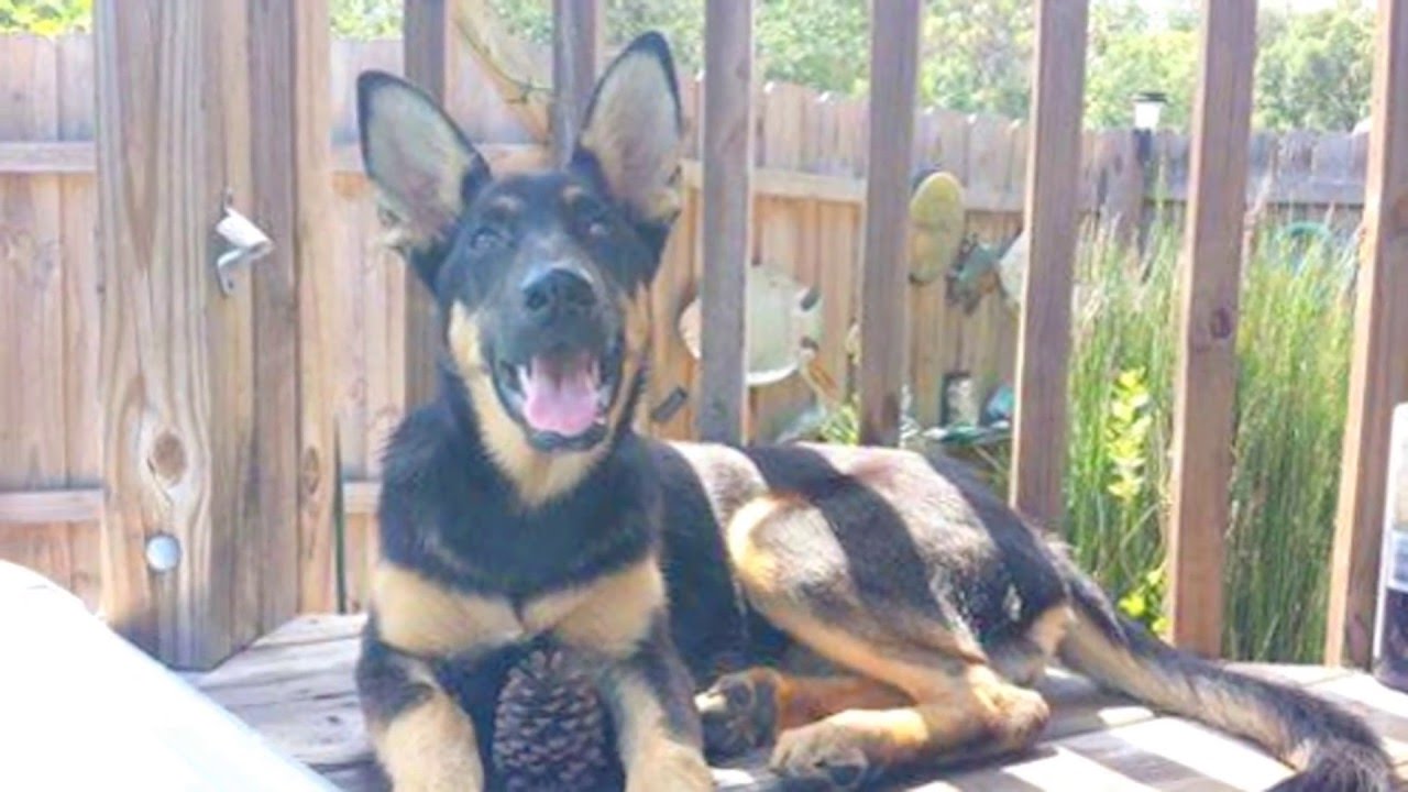 our german shepherds the