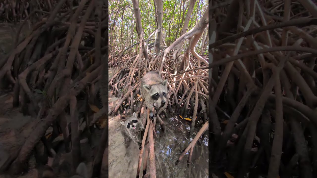 Found A Hidden Raccoon Civilisation