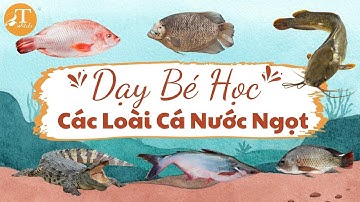 CON GÌ ĐÂY? Dạy Bé Học Các Loài Cá Nước Ngọt: Cá Trê - Catfish, Cá Chép - Carp, Cá Rô Phi - Tilapia