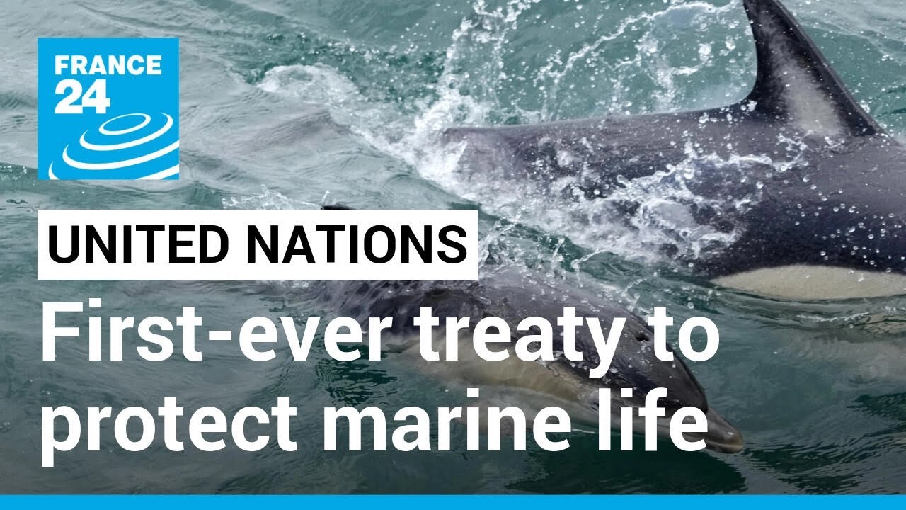 United Nations members adopt first-ever treaty to protect marine life ...