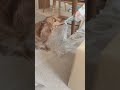 荷物が届くと始まる争奪戦 #かわいい #duchshund #shorts
