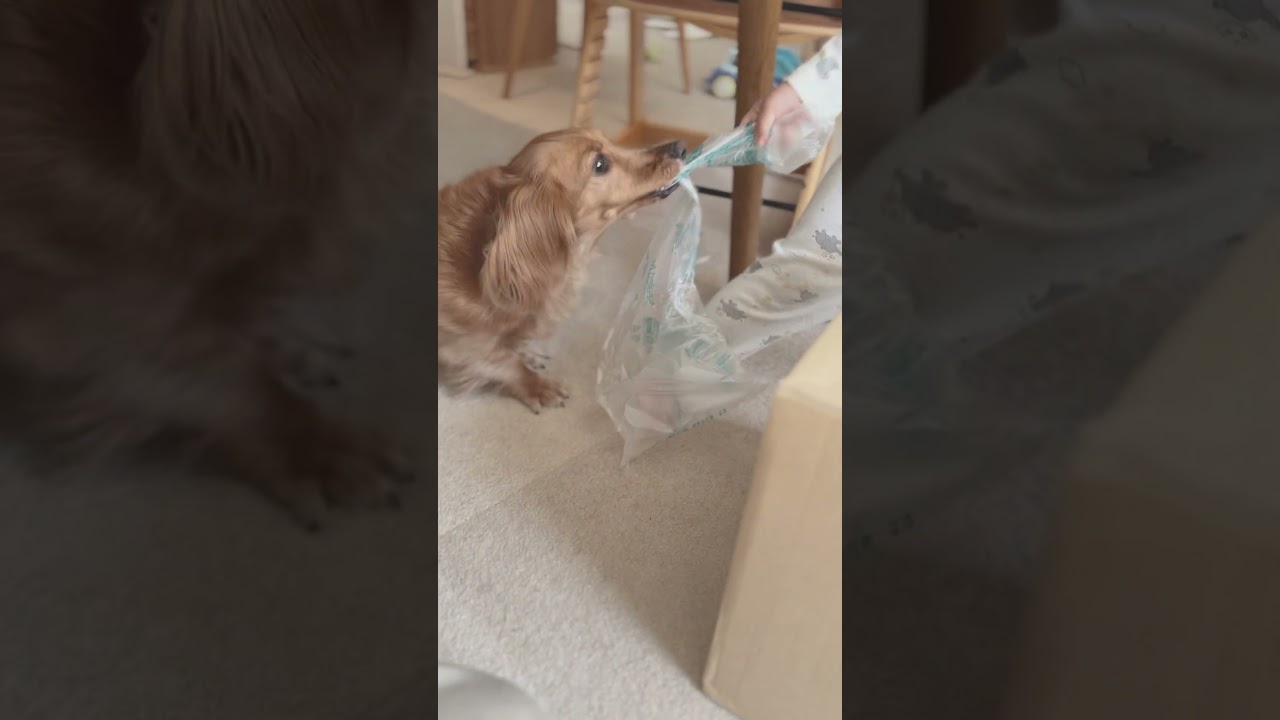 荷物が届くと始まる争奪戦 #かわいい #duchshund #shorts