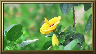 Beautiful Sunflower Close-Up 🌻 | Peaceful Nature Scenery in 4K Ultra HD