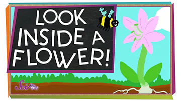 Look Inside a Flower! | Science Project for Kids