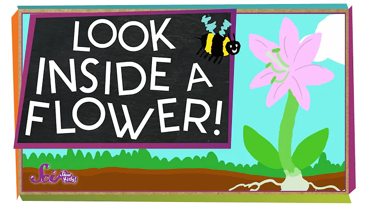 Look Inside a Flower! | Science Project for Kids - DayDayNews