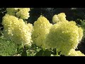 Шикарное цветение молодых гортензий. Черенки гортензий на 29 авг. 2020