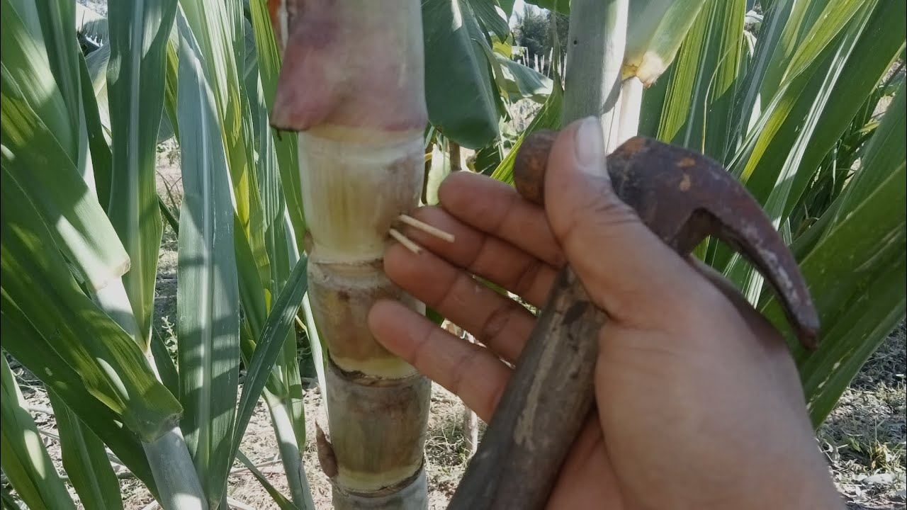 ตอกไม้ใส่ลำอ้อย  เพื่อเร่งกิ่งแขนง สำหรับปักชำขยายพันธุ์ #อ้อยเหลืองสีทองยูนาน 0863152144