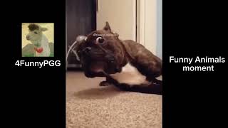 Funny Animals Unleashed #3 | TRY not laugh in this VIDEO!