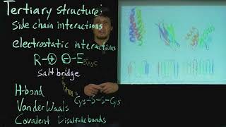 Topic 5 8 - Thermodynamic contributions to tertiary structure