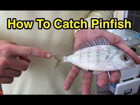 How to Catch Pinfish for Bait Without a Cast Net or a Pinfish Trap