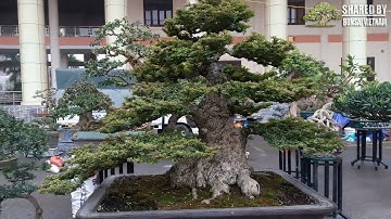Cần Thăng Bonsai và những lưu ý khi chơi loại cây này