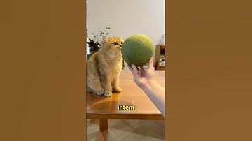 What happens when you bathe with catnip