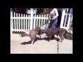 &quot;Biggie&quot; meets other big dogs- perhaps for the first time