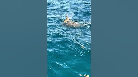 Turtles mating on the reef #mating #turtle #ocean #reef #wildlife #animals #viralvideo #photography