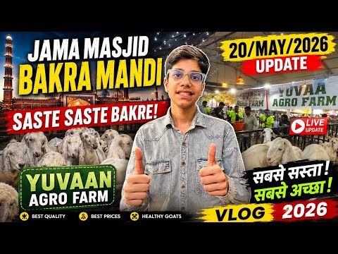 Jama Masjid Bakra Mandi Update | 20 May 2026 | Yuvan Agro Farm bade bade bakre