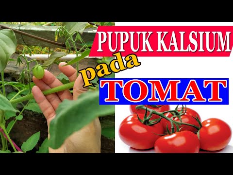 Video: Buah Tomat Berongga - Apa yang Harus Dilakukan Saat Tanaman Tomat Berongga