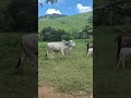 #gado #domingosmartins #pecuarista #agro #roça #sitio #bomdia #vaca ##bizerro