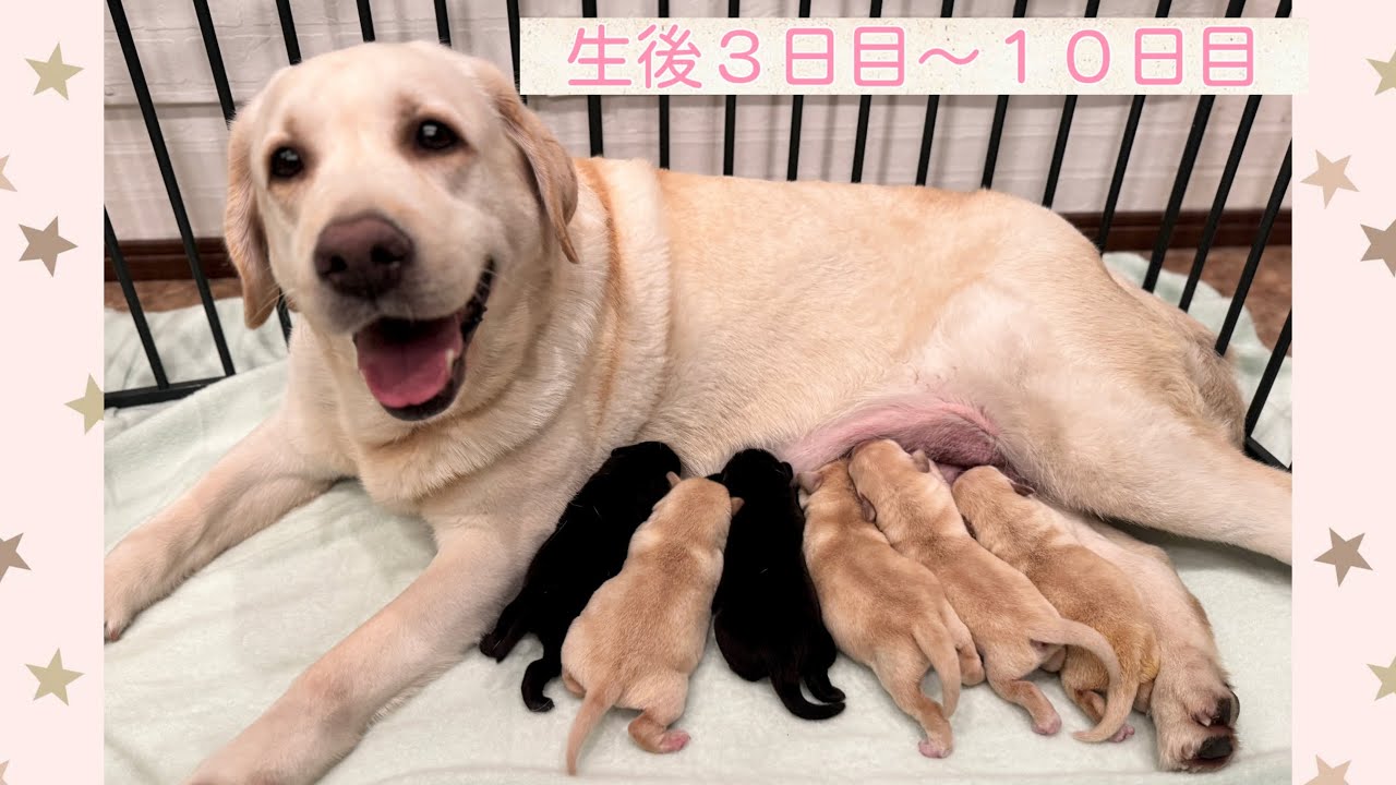 ラブラドール　子犬　生後3日目〜10日目