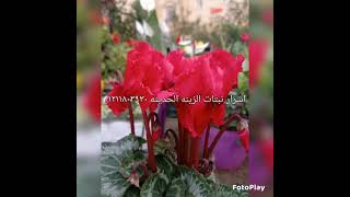 ورود وزهور نباتات الزينه حديثه ما شاء الله