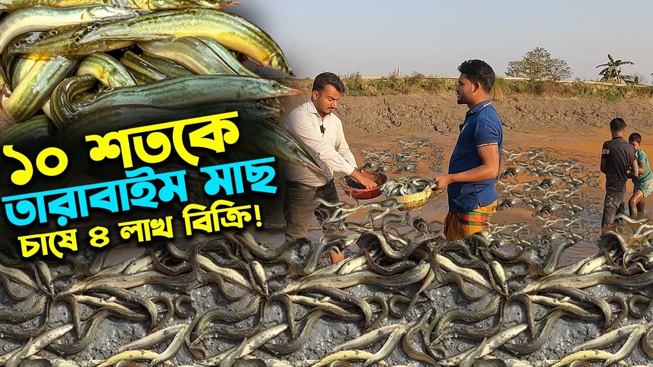 কম খরচে তারাবাইম মাছ চাষে ১০ শতকে ৪ লাখ বিক্রি | Ep-1035