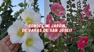 Tour Por Mi Jardin De VARAS de SAN JOSE  | Malvas | MALVA ROSE |  Hollyhock tour | plantas Flores