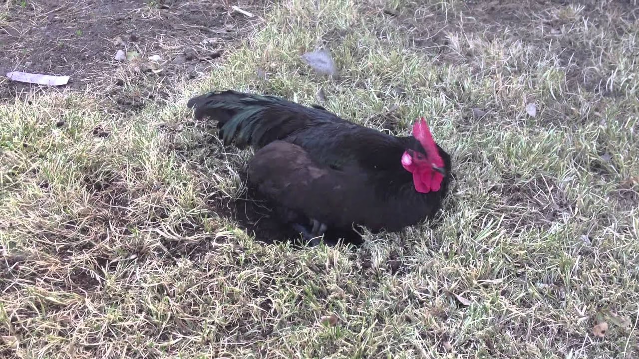 Rooster is Bad at Dust Bathing