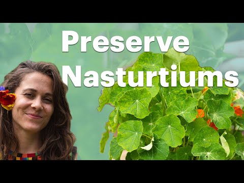Видео: Настуртиум ургамлыг хүнс болгон хураах: Настуртиум цэцэг сонгох зөвлөмж