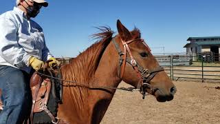 Greentree Honeybelle 102421 Under Saddle