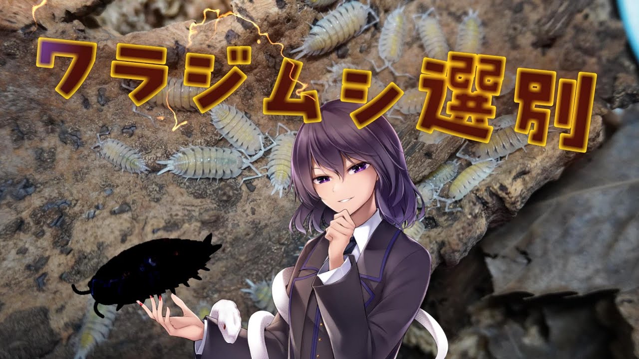 ワラジムシ選別配信【手元カメラ有】