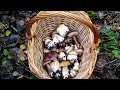 Збираємо осінні білі гриби в карпатському лісі (хащах)